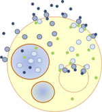 Efficient Simulation of Nested Hollow Sphere Intersections: for Dynamically Nested Compartmental Models in Cell Biology